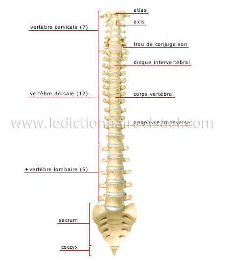 Os de la colonne vertébrale