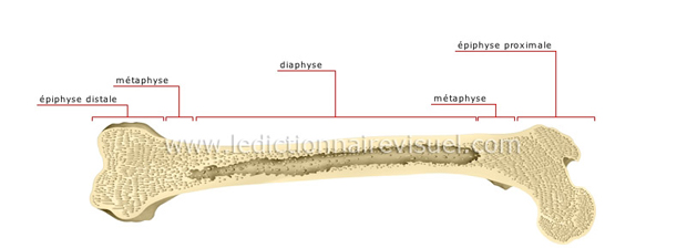 Parties d’un os long