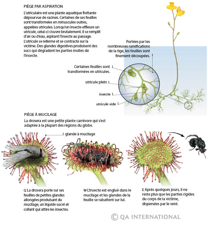 Pièges plantes