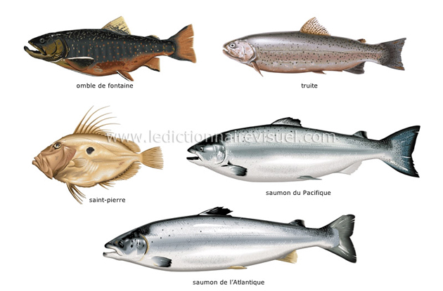 Poissons osseux