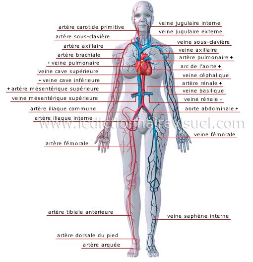principales veines et artères