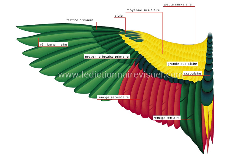 règne animal > oiseaux > oiseau > aile image - Dictionnaire Visuel