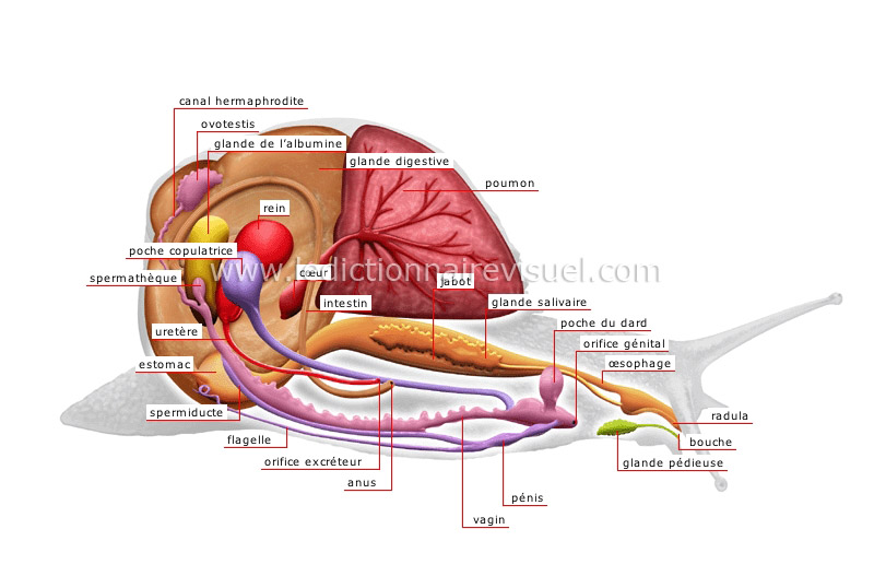 anatomie de l’escargot image