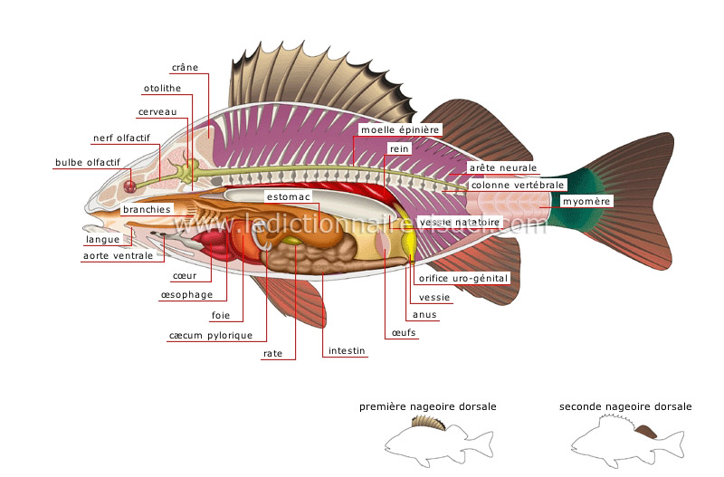 anatomie de la perche : anatomie de la perchaude image