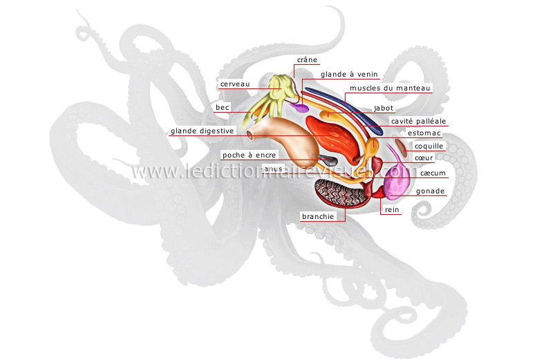 anatomie de la pieuvre image