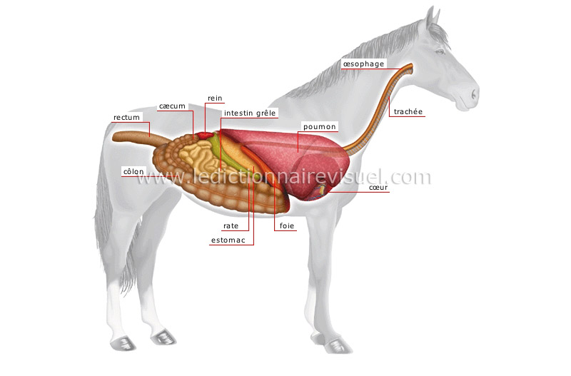 anatomie du cheval - Le Dictionnaire Visuel