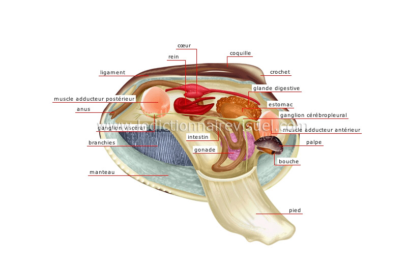 anatomie du coquillage bivalve image