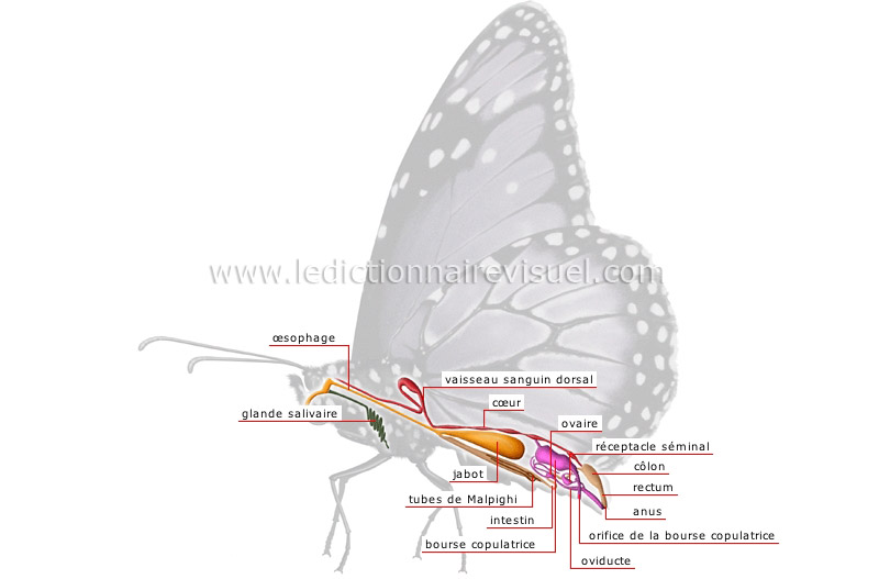 anatomie du papillon femelle image