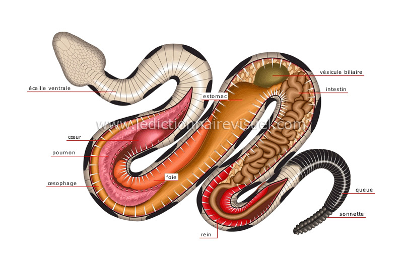 anatomie du serpent venimeux image