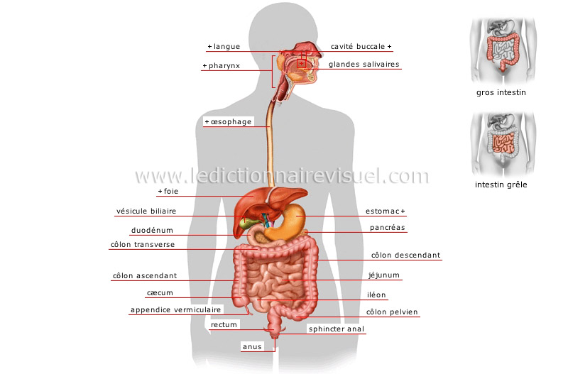 appareil digestif image