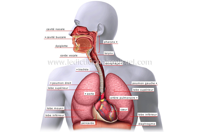 Système respiratoire : définition 