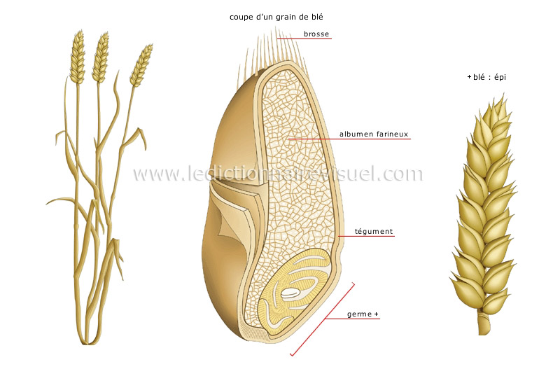 blé image