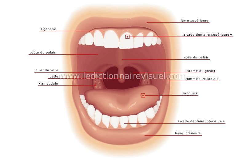 bouche image