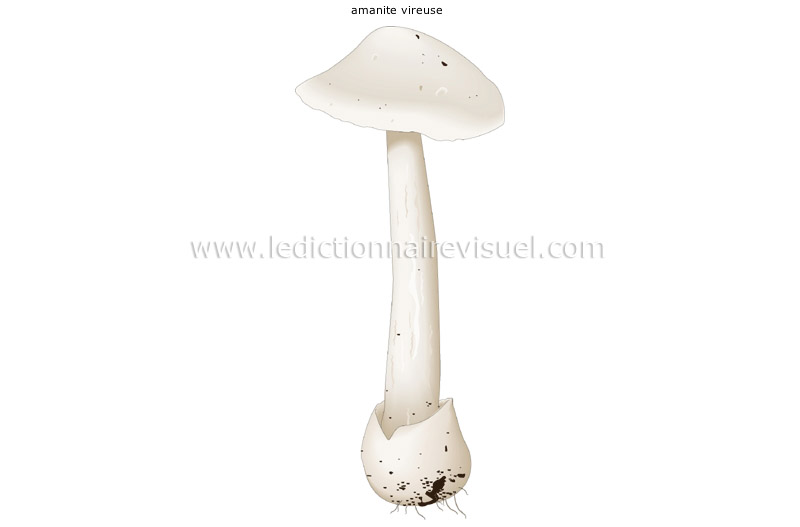 champignon mortel image