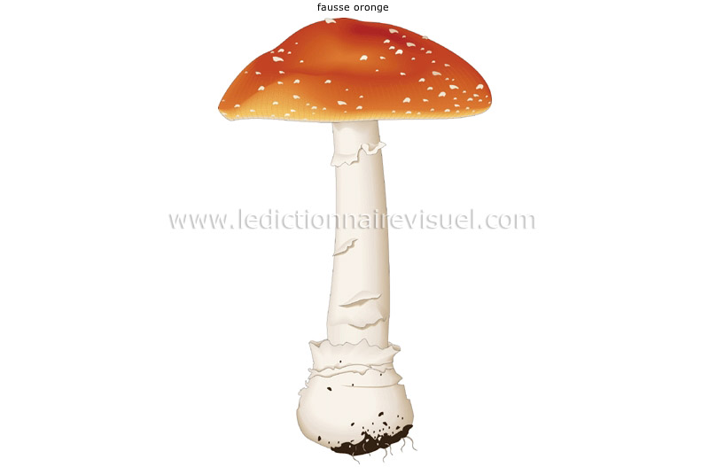 champignon vénéneux image