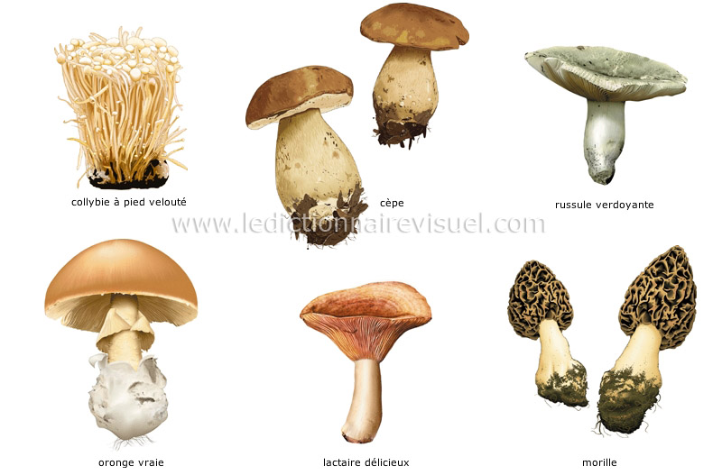 champignons image