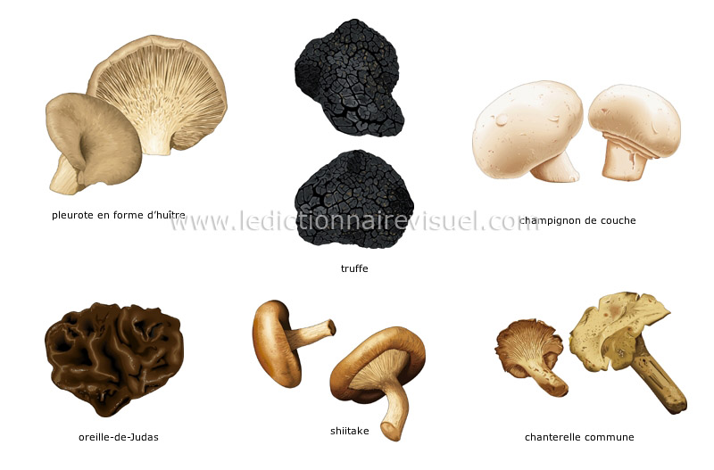 champignons image