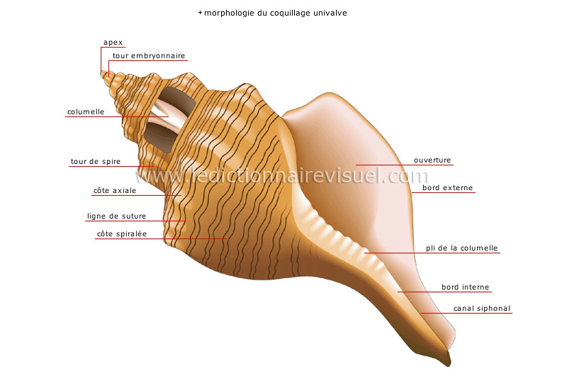 coquillage univalve image