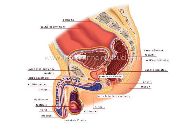 Organes génitaux masculins - coupe sagittale | Dictionnaire Visuel
