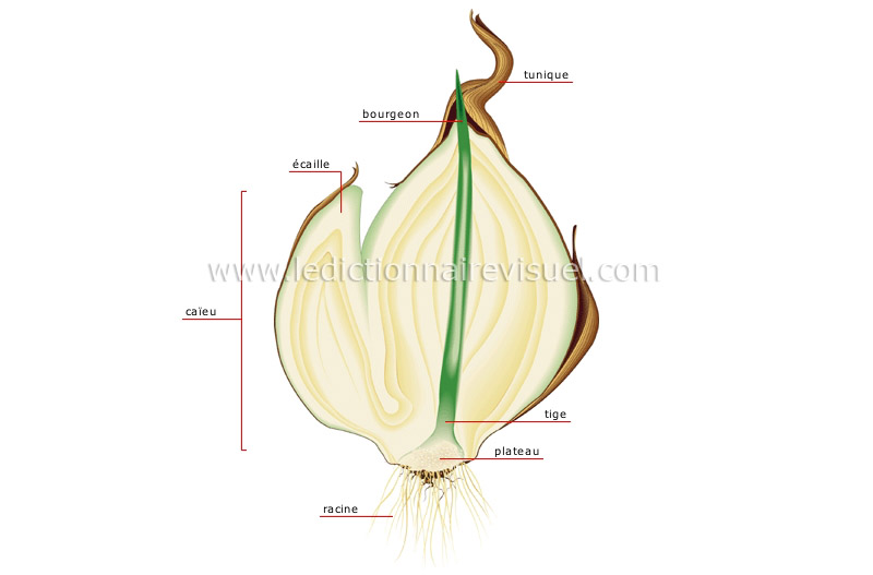 coupe d’un bulbe image