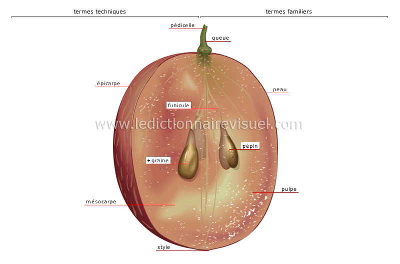 coupe d’un raisin image