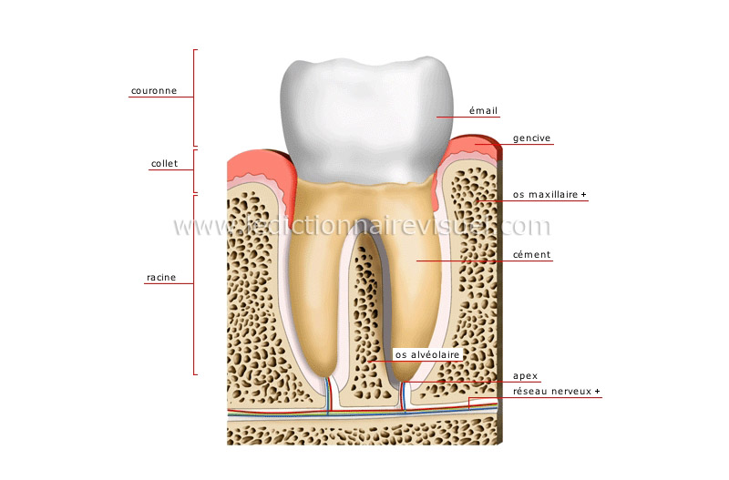 coupe d’une molaire image