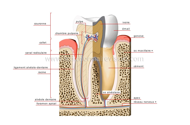 coupe d’une molaire image