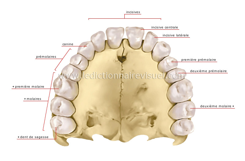 denture humaine image