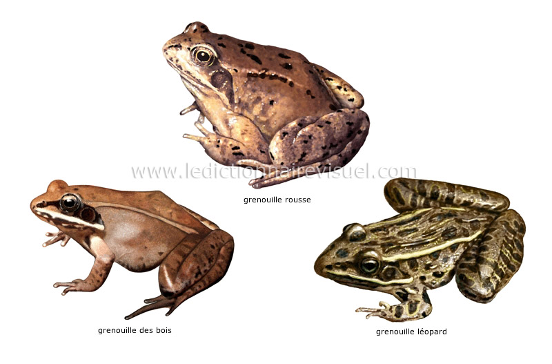 exemples d’amphibiens image