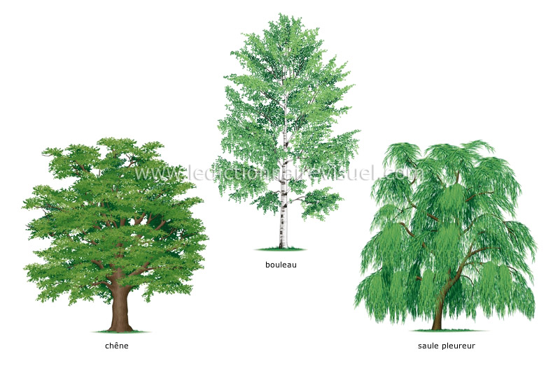 exemples d’arbres feuillus image