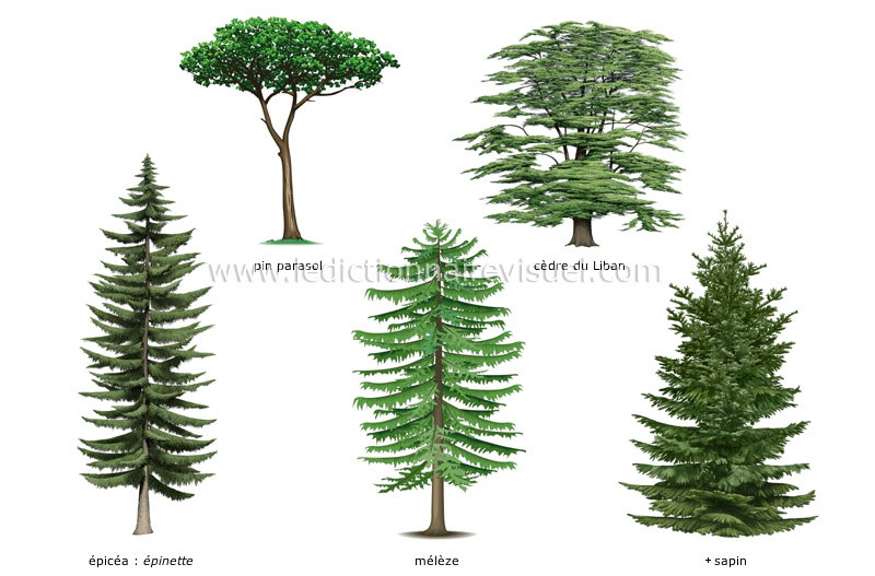 exemples de conifères image