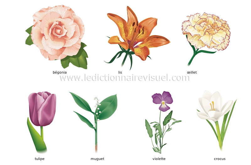 exemples de fleurs image