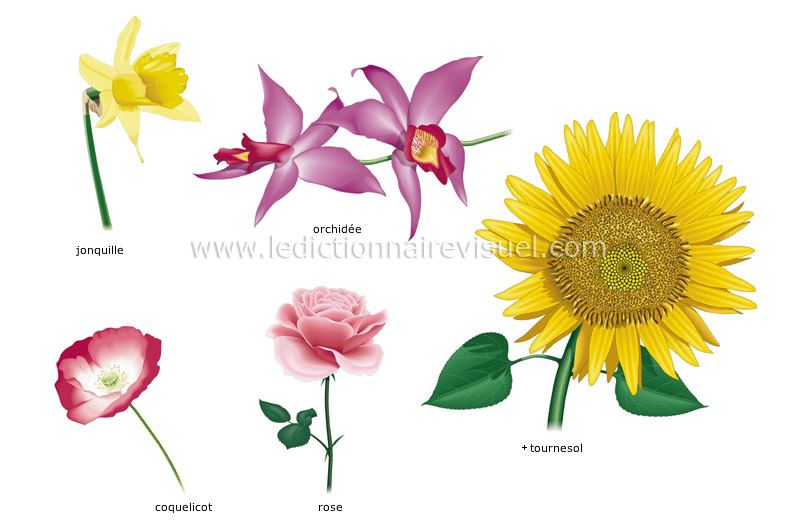 exemples de fleurs image