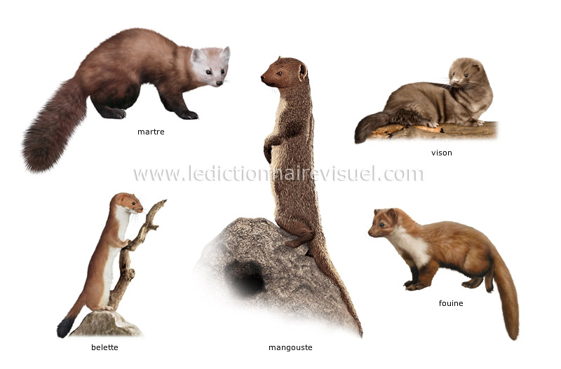 exemples de mammifères carnivores image