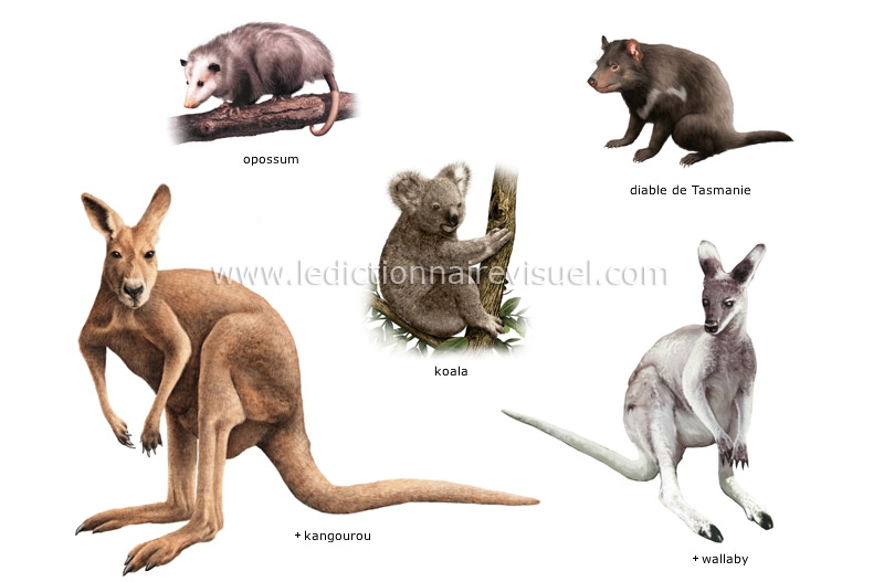 exemples de marsupiaux image