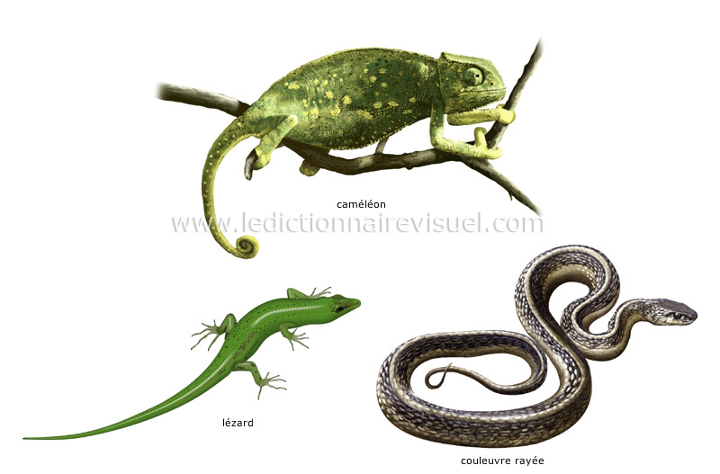 exemples de reptiles image