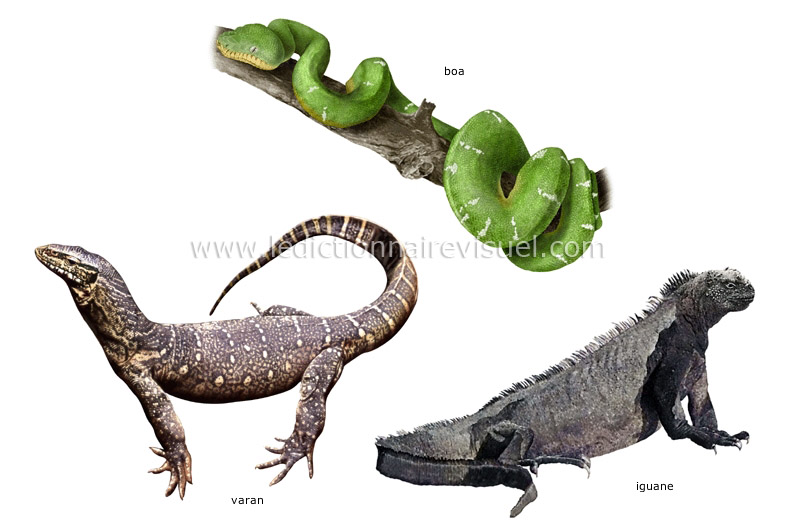 exemples de reptiles image