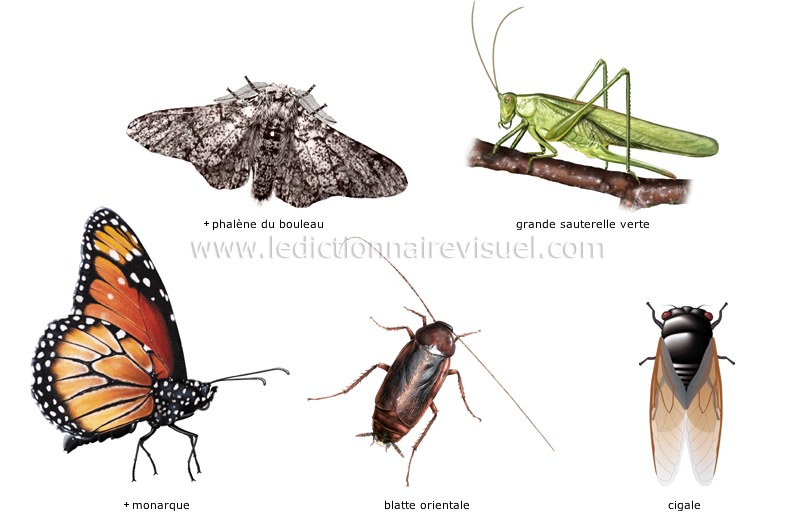 exemples d’insectes image