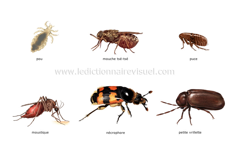 exemples d’insectes image