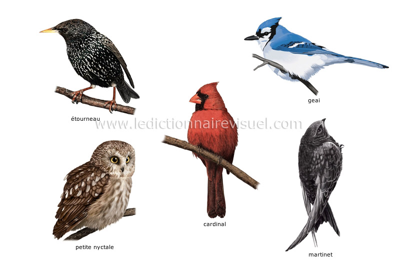 exemples d’oiseaux image