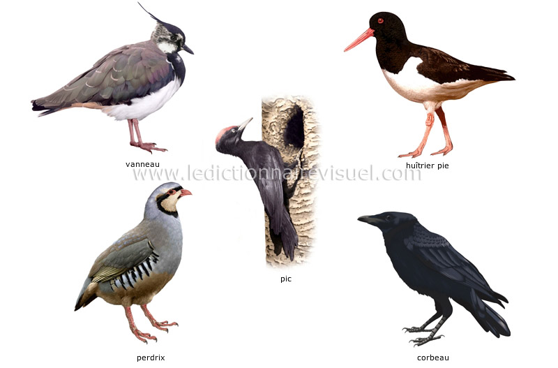 exemples d’oiseaux image