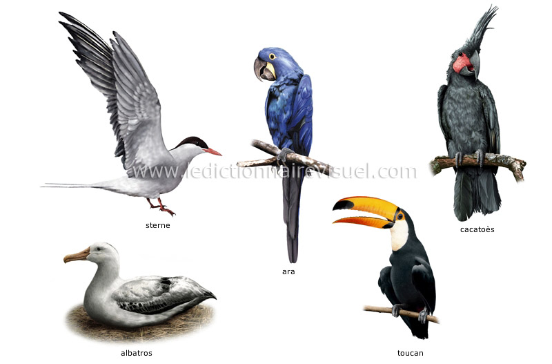 exemples d’oiseaux image