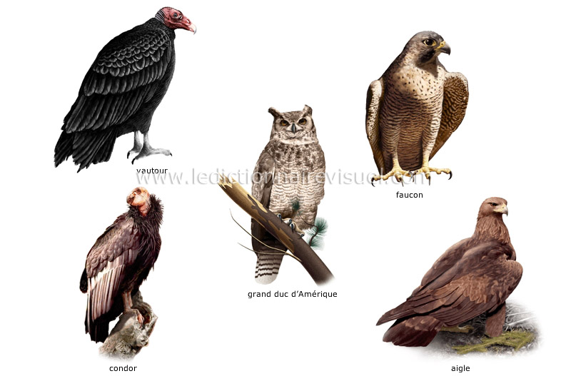 exemples d’oiseaux image