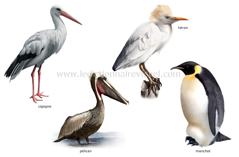 exemples d’oiseaux image