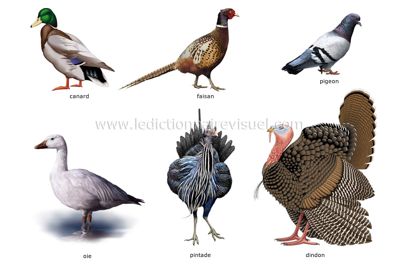 exemples d’oiseaux image