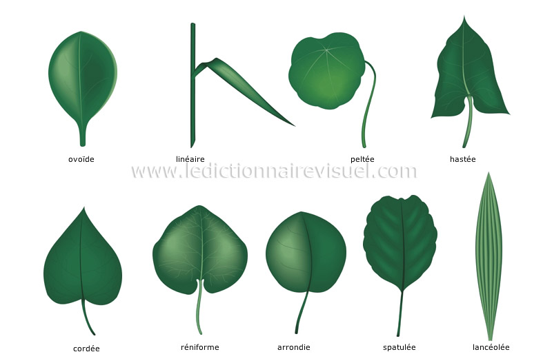 règne végétal > feuille > feuilles simples image - Dictionnaire Visuel