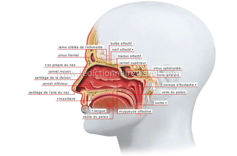 fosses nasales image