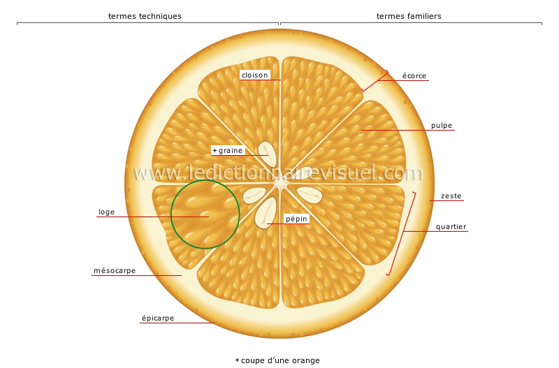 fruit charnu : agrume image