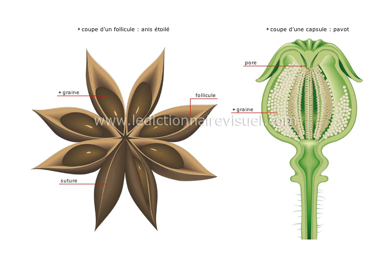 fruits secs image