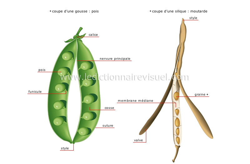 fruits secs image